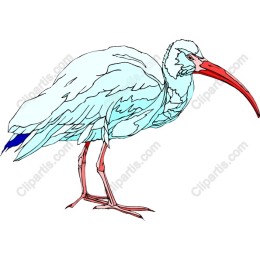 Elegant Ibis