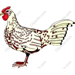 Charming Chicken