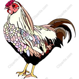 Vibrant Rooster