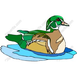 Mallard Duck