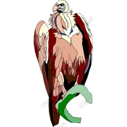 Majestic Vulture