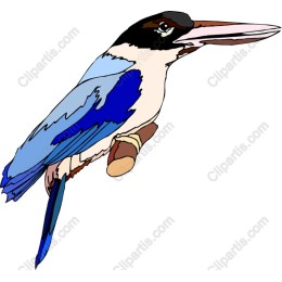 Vibrant Bird Perched