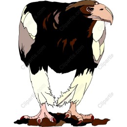 Majestic Eagle