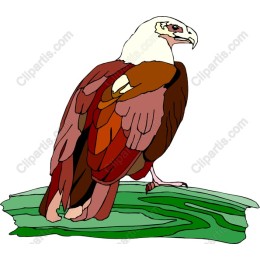 Majestic Eagle