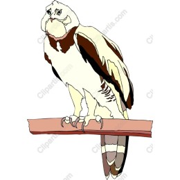 Majestic Hawk