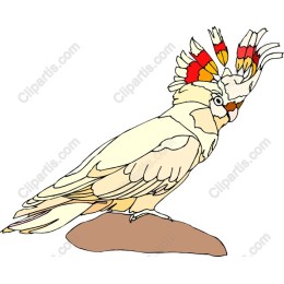 Vibrant Cockatoo