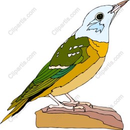 Vibrant Avians Available