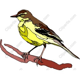 Vibrant Yellow Bird
