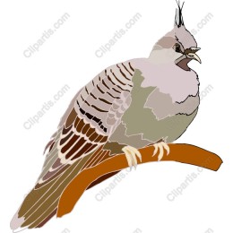 Quail - Nature's Beautys