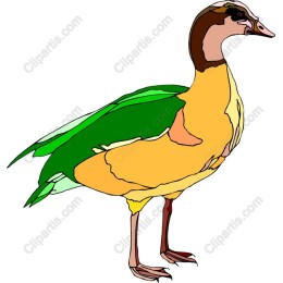 Vibrant Bird
