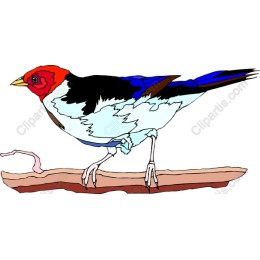 Vibrant Bird Perched on Branch