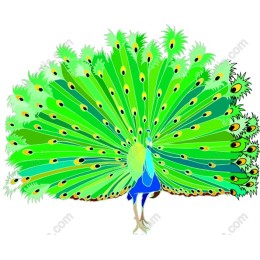 Vibrant Peacock
