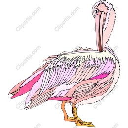 Elegant Pelican