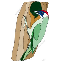 Green Woodpecker
