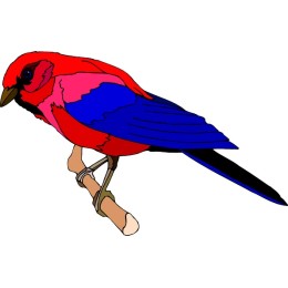 Vibrant Rainbow Bird