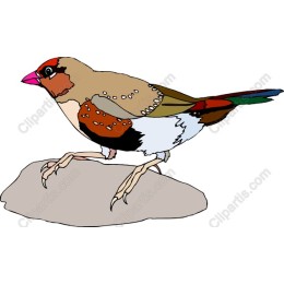 Colorful Bird Perched on Rock
