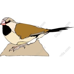 Goldfinch