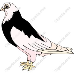 Elegant Pigeon