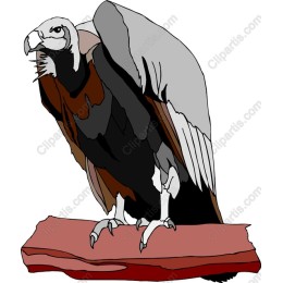 Majestic Vulture
