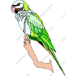 Vibrant Parrot