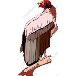 Captivating Vulture