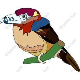 Colorful Bird