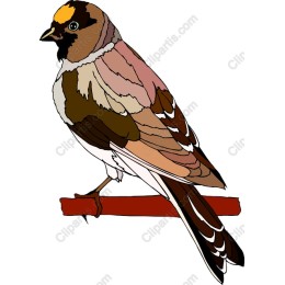 Elegant Bird Perched