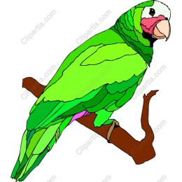 Green Parrot