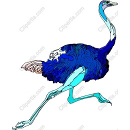 Colorful Ostrich