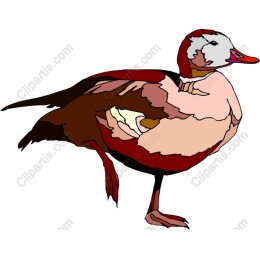 Vibrant Duck