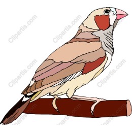 Colorful Bird on Branch
