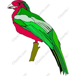 Vibrant Colorful Bird