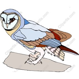 Barn Owl