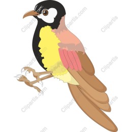 Vibrant Bird