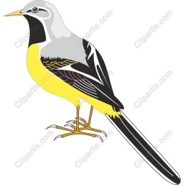 Vibrant Bird