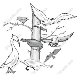 Birds on Tree