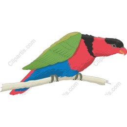 Vibrant Parrot