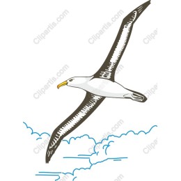 Soaring Albatross