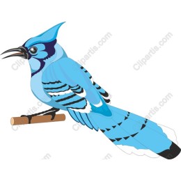 Blue Jay