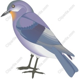 Elegant Bird