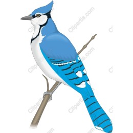 Blue Jay