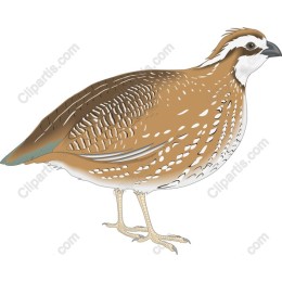 Quail - Elegant