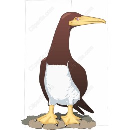 Seabird Majesty: