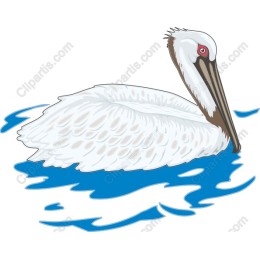 Elegant Pelican
