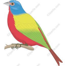 Vibrant Bird