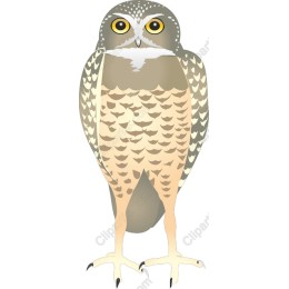 Charming Owl