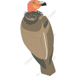 Majestic Vulture