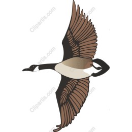 Stunning Flying Goose
