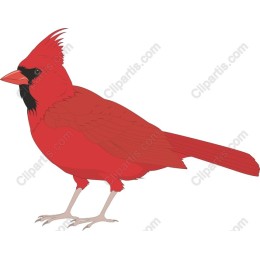 Red Cardinal