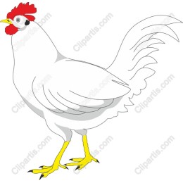 Charming White Rooster